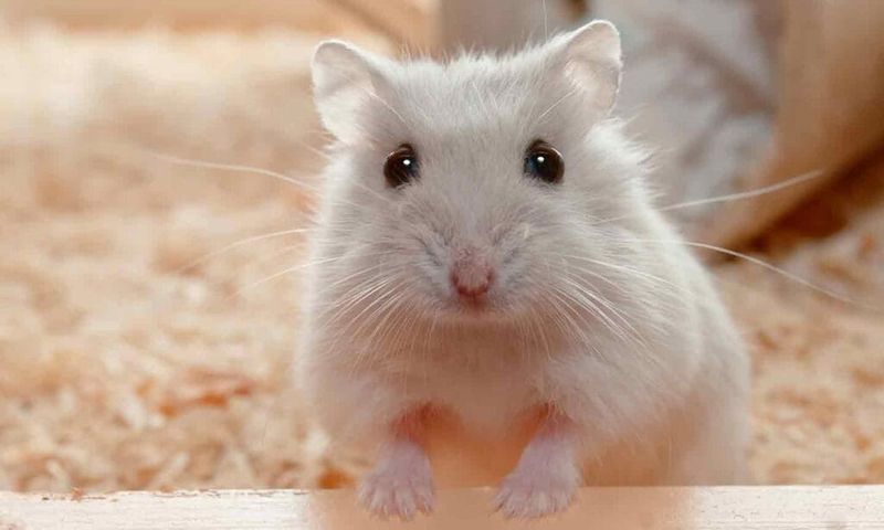 Dwarf Breeds Have Shorter Lives