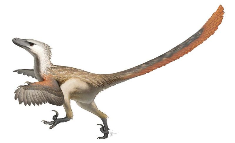 Velociraptors Were Actually Turkey-Sized