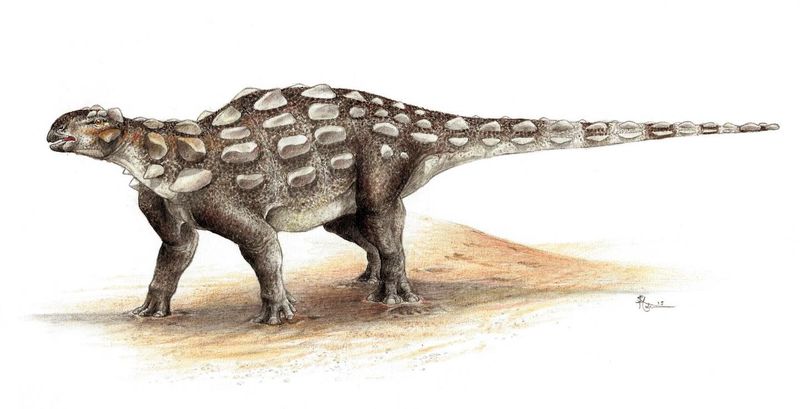 Dinosaurs Dragged Their Tails On The Ground