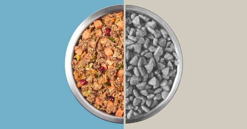 Premium Pet Foods Are Just Marketing Hype