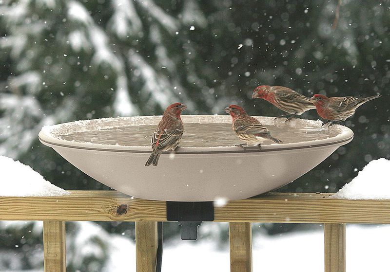 Heated Winter Birdbath