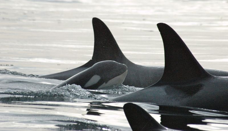 Conservation Challenges Facing Local Whales
