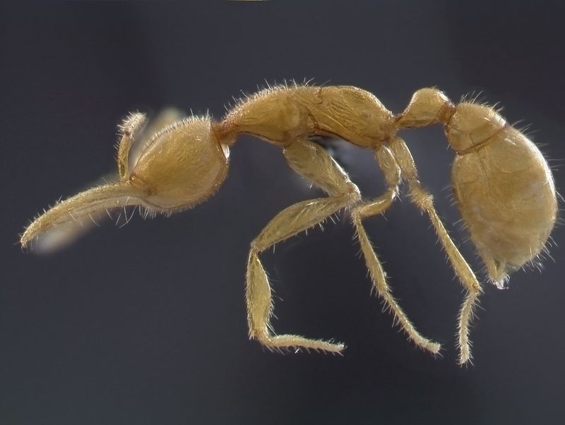 Martialis Huereka Ants