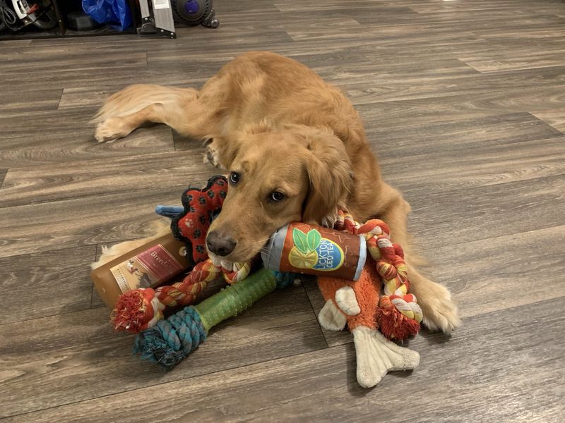Hiding Toys And Treats