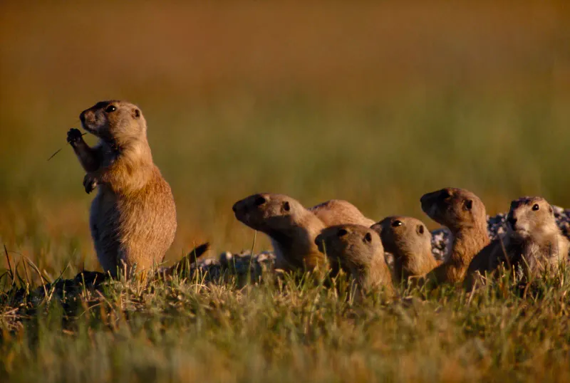 Prairie Dog's Vocal Alarms