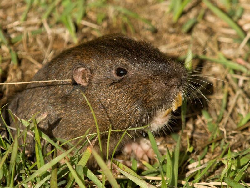 Cheek Pouches