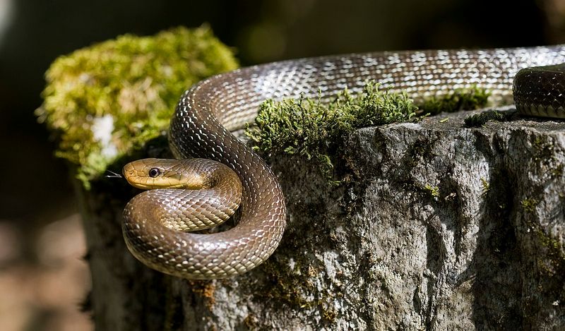 Habitat Preferences Differ