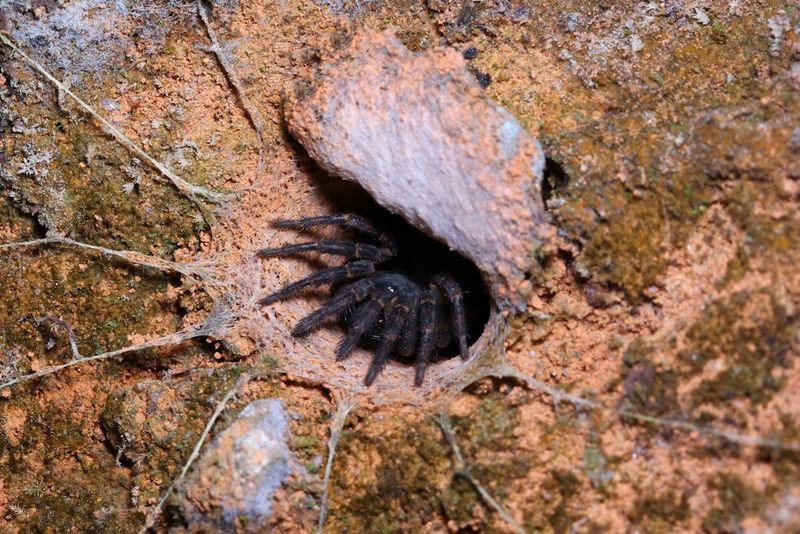 Trapdoor Spider's Hidden Bunker