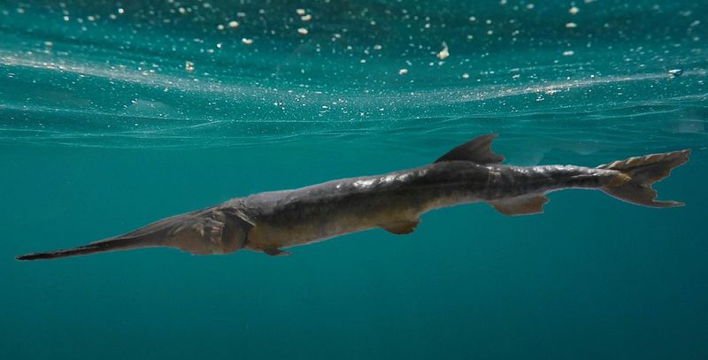 Chinese Paddlefish: The Lost River Giant