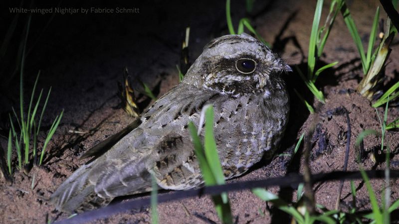 White-Winged Nightjar
