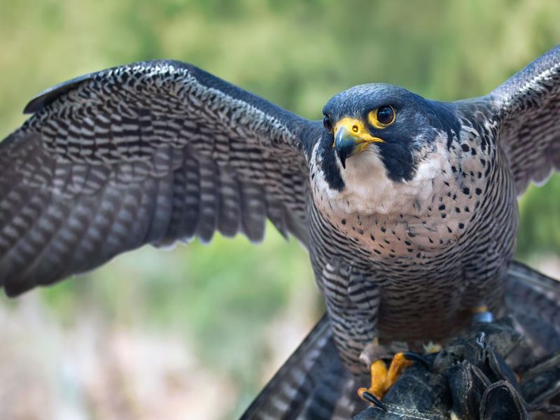 Peregrine Falcon