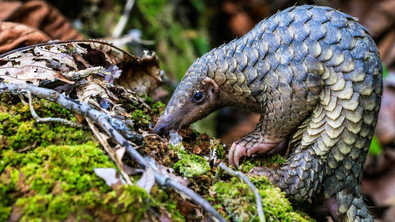 Pangolin: Nature's Walking Pinecone