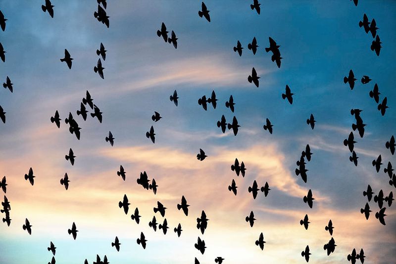 How Birds Navigate Invisible Highways