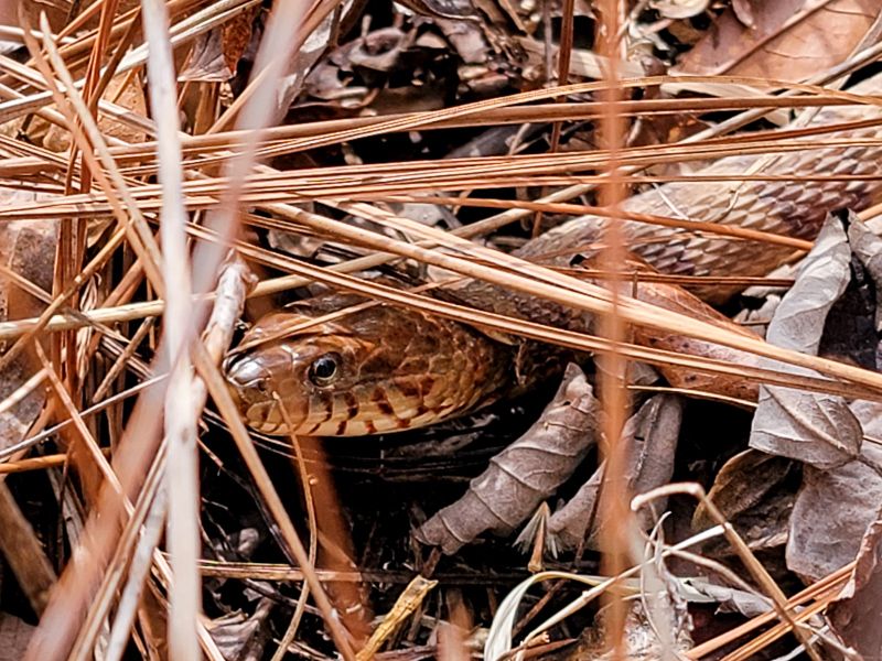 Garden Mulch And Leaf Piles