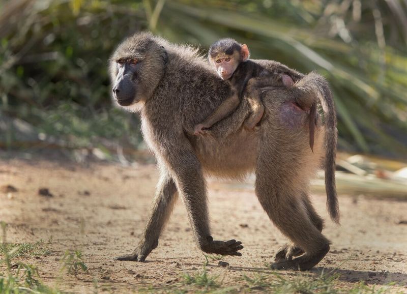 Baboons