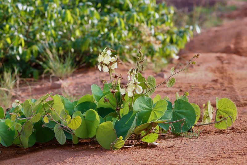 Seed Pods And Beans