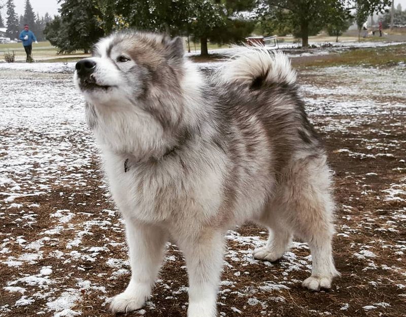 Canadian Inuit Dog
