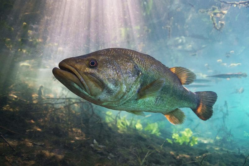 Seeing Wildlife Pushed Out By Human Pressure