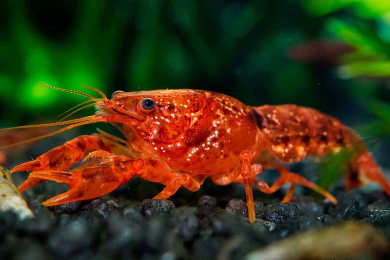 Ideal Water Conditions For A Healthy Crawfish Lobster