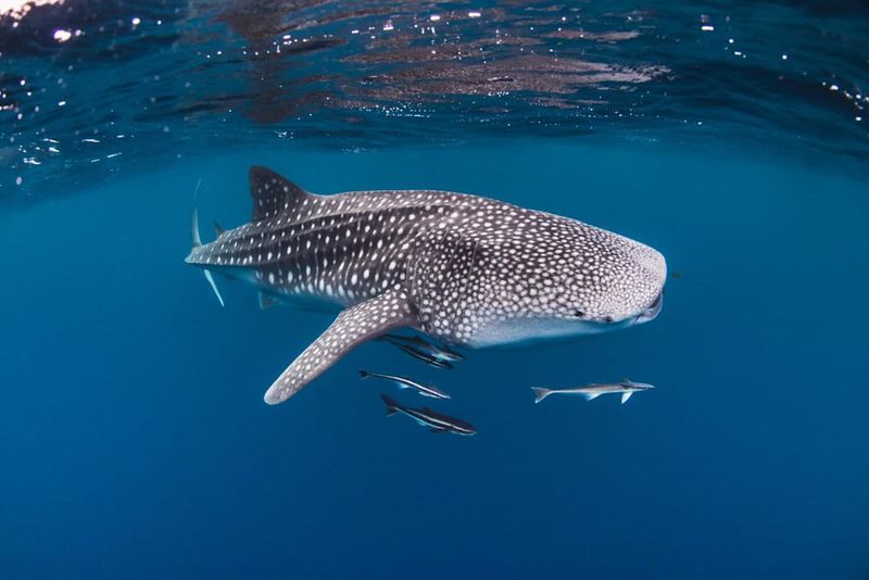 Coral Reef Damage Affects The Whole Ecosystem