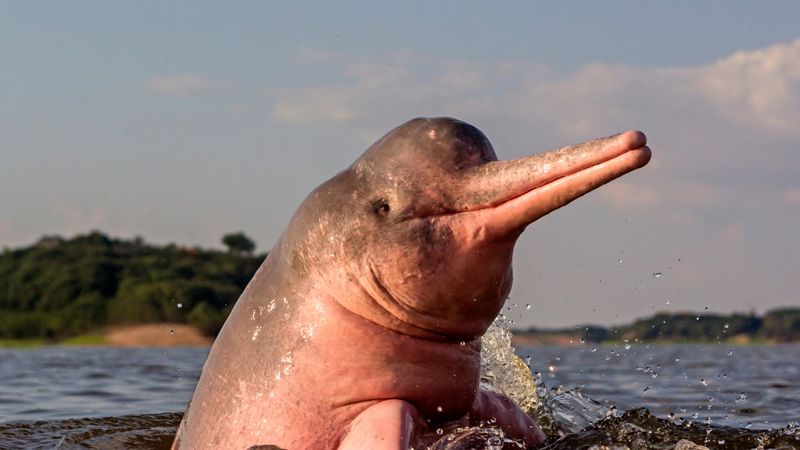 Brazil's Amazon Biodiversity