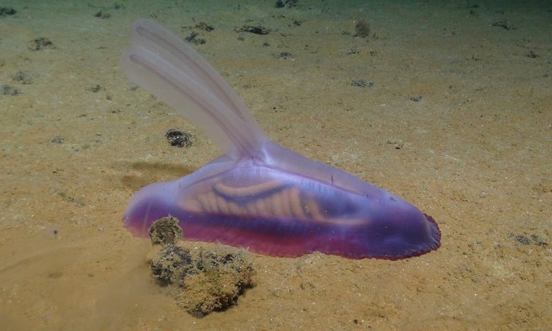 Bright Pink Watermelon Snail's Shocking Hue