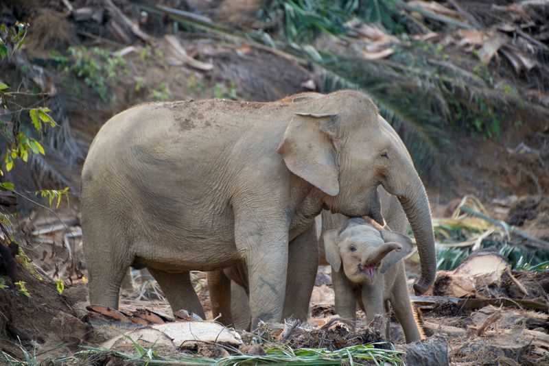 Borneo Pygmy Elephant: Gentle Giants Getting Squeezed Out