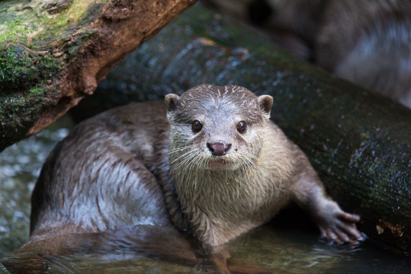 Otters: The Fishing Companions That Got Away