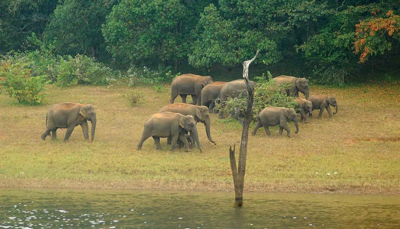 Periyar Tiger Reserve, India
