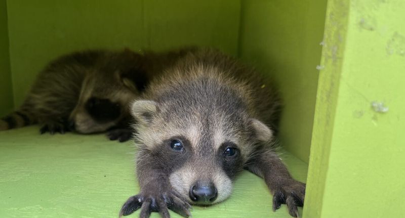 Raccoons