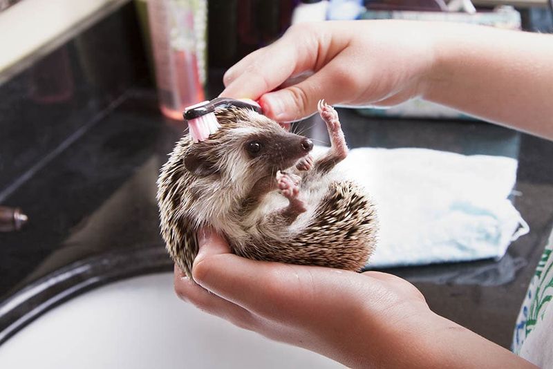 Hedgehogs