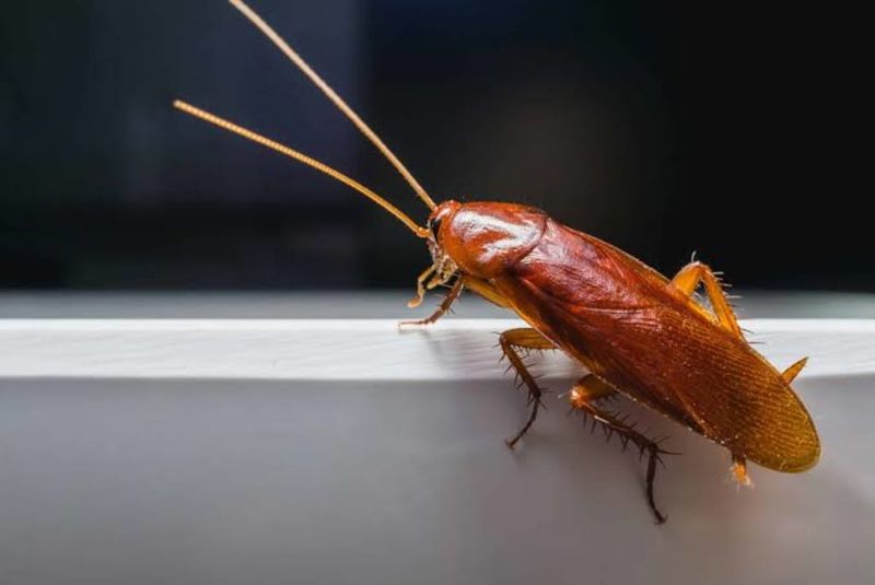 Cockroaches: The Ultimate Survivors