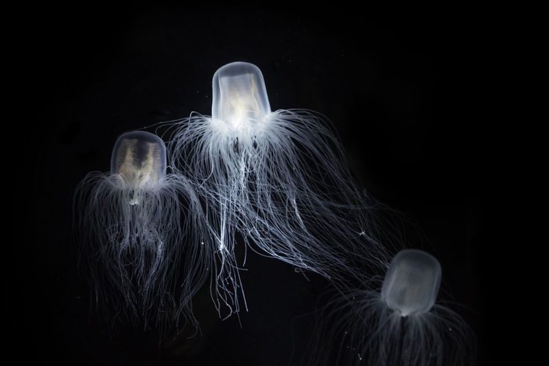 The Immortal Jellyfish (Turritopsis Dohrnii)