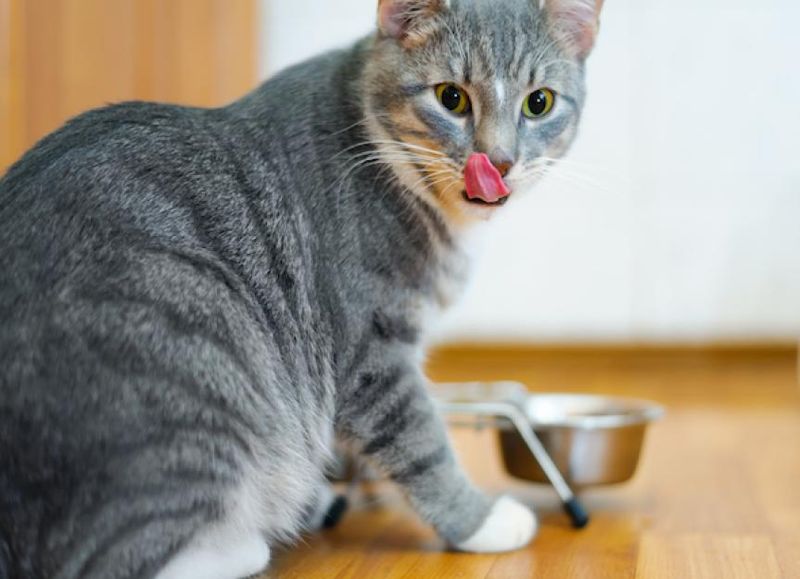 Scheduled Feeding Advantage