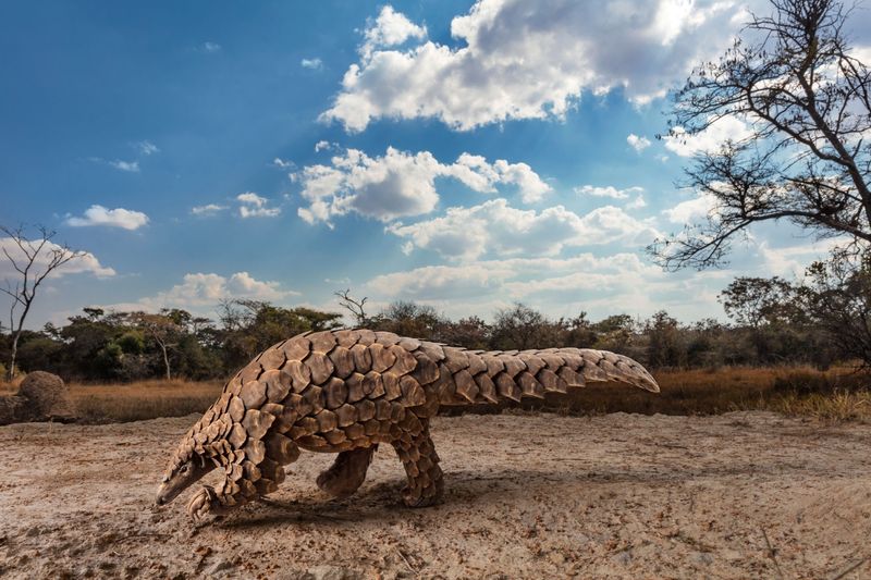 Lives In Forests, Grasslands, And Savannas