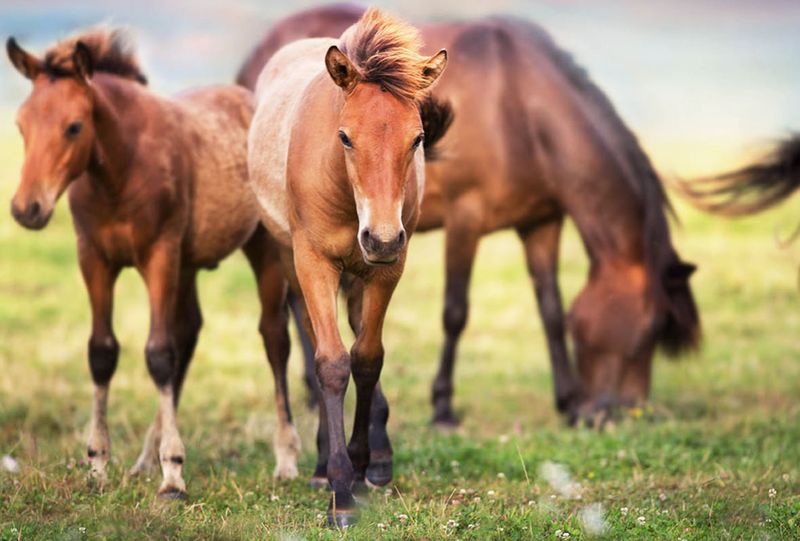Hucul Horse: Mountain Survivor