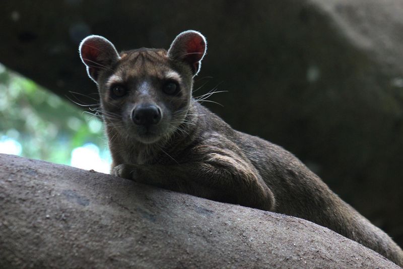 Fossa (Madagascar)