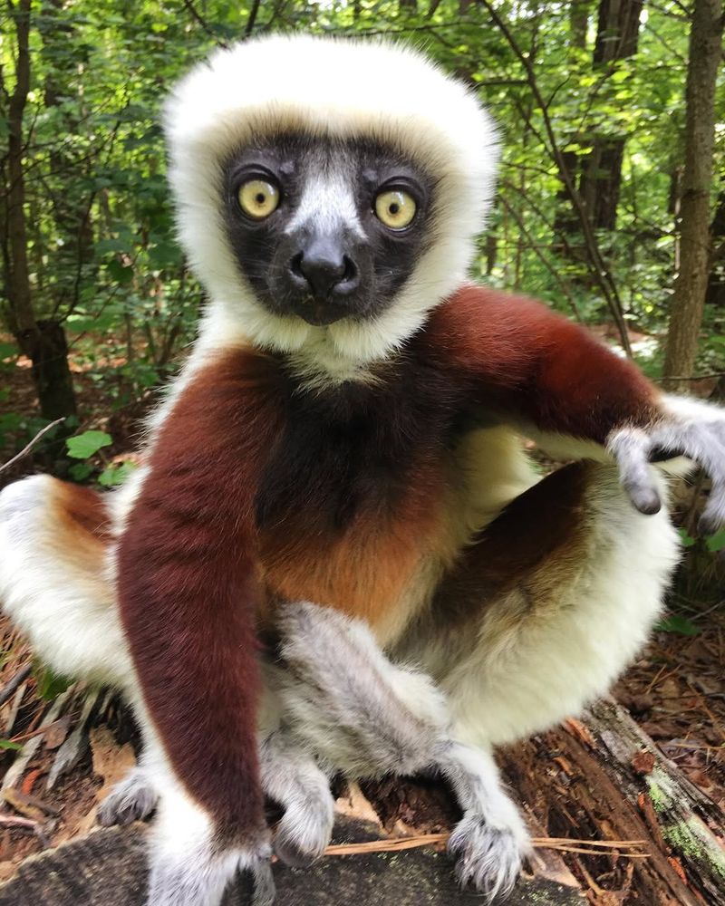 Sifaka (Madagascar)