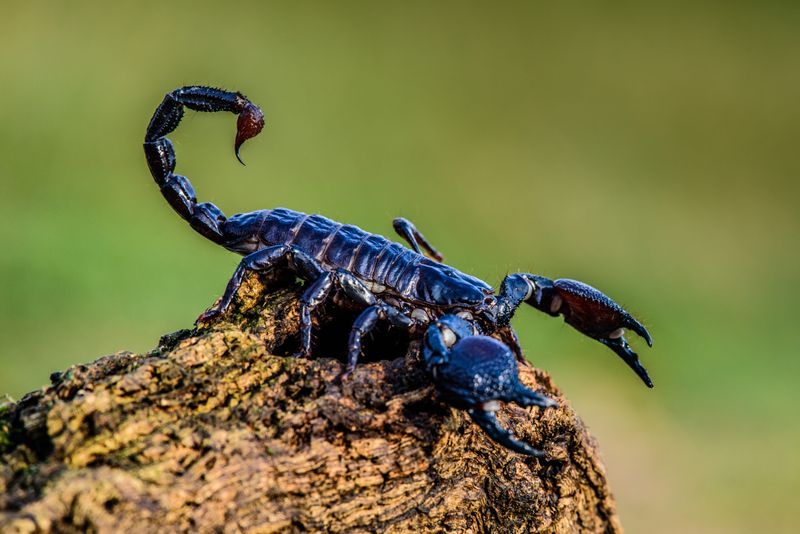 Black Scorpion: Armored Ambusher