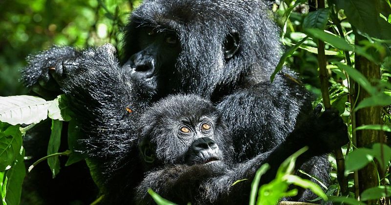 Mountain Gorillas Reach Four-Digit Numbers