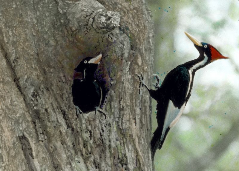 Ivory-Billed Woodpecker
