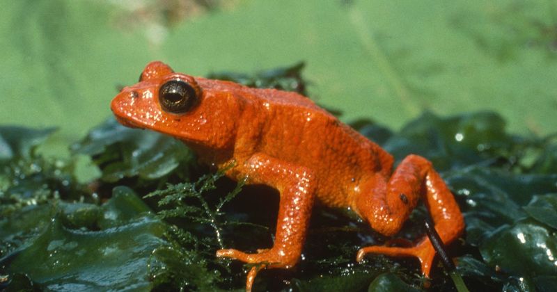 Golden Toad