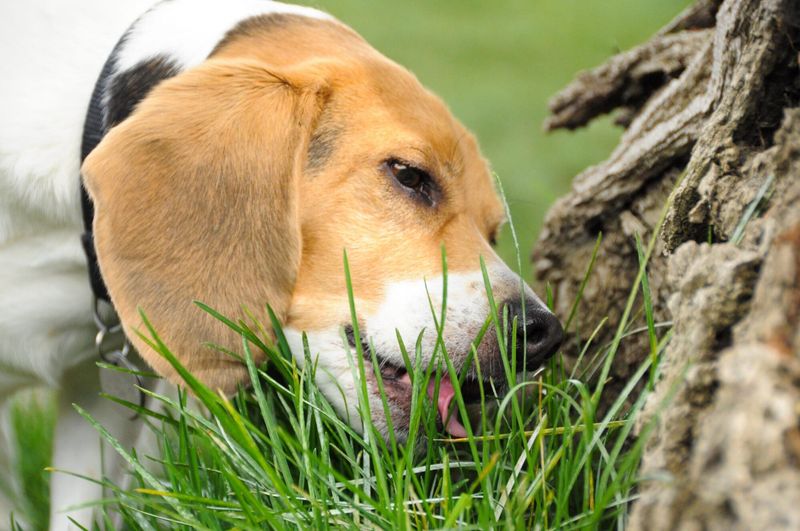 Choose Pet-Safe Grass Alternatives