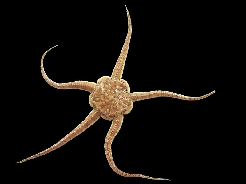 Feeding Habits: How This Brittle Star Captures Prey