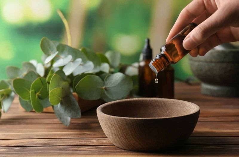 Eucalyptus Aroma Shield