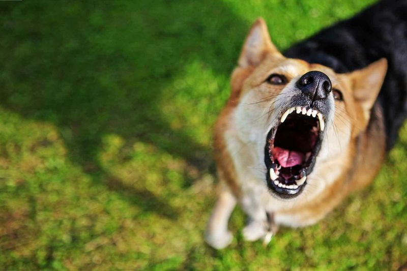 Address Barking Properly