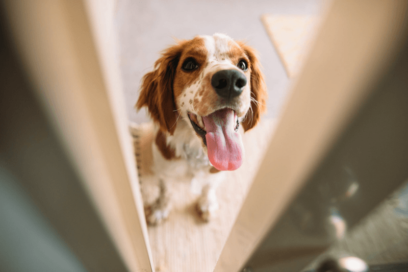 Ignore Attention-Seeking Barks