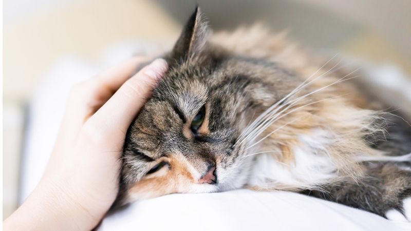 Behavioral Signs Of Sadness