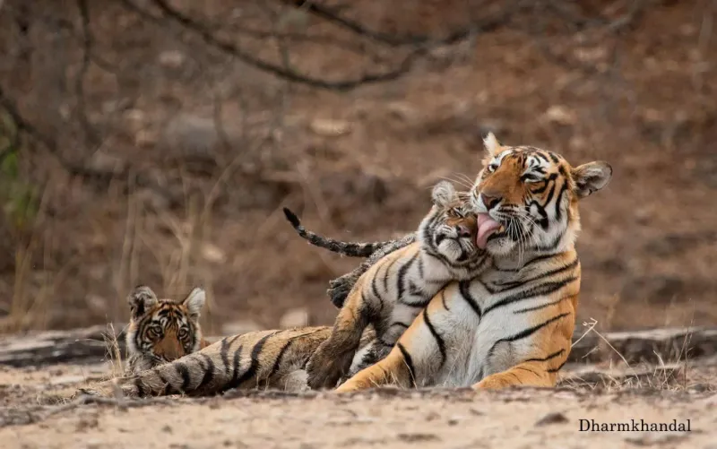 Big Cats Are Cultural Icons - And That Could Save Them