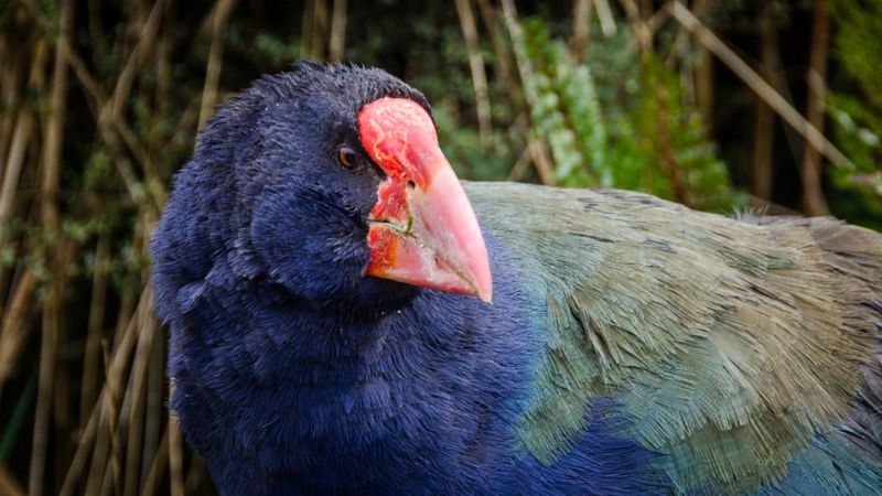 The Takahe Fooled Scientists for 50 Years